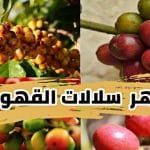 سلالات القهوة