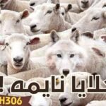 قصيدة خلايا نايمه شعر هيثم متولي